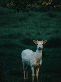 Portrait of horse standing on field