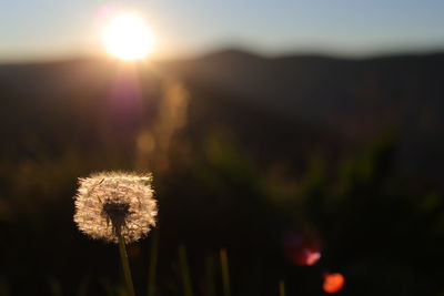 Close-up of dandelion against sky at sunset