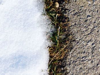 High angle view of plants during winter