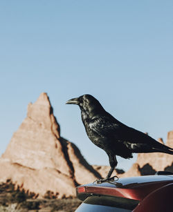 Close-up of bird perching on rock against sky