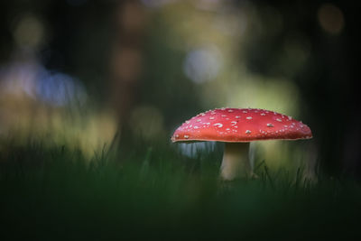 Close-up of fly agaric mushroom on field