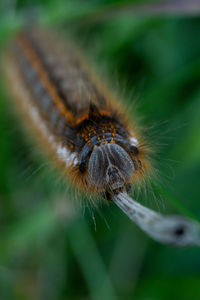 Close-up of insect on plant