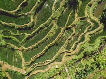 Full frame shot of green landscape