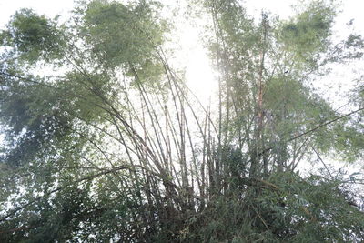 Low angle view of trees in forest against sky