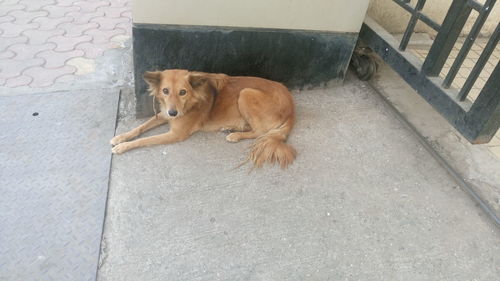 Portrait of brown stray dog lying against wall