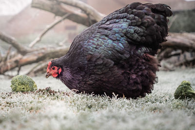 Close-up of a bird on field