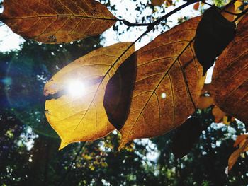 Low angle view of maple tree against sky