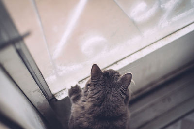 High angle close-up of cat on window sill