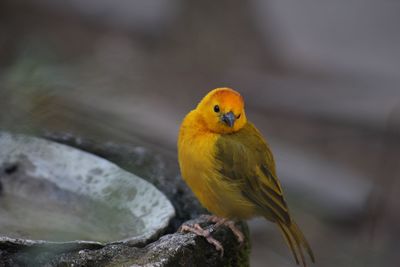 Close-up of bird perching on yellow outdoors