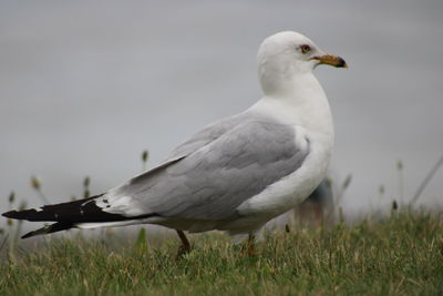 Close-up of seagull perching on grass