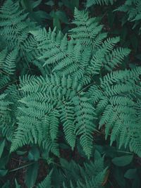 Full frame shot of leaves