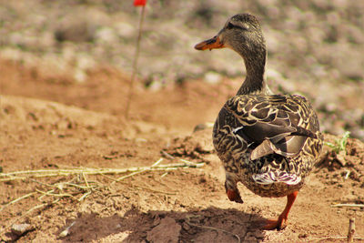 Duck on mud
