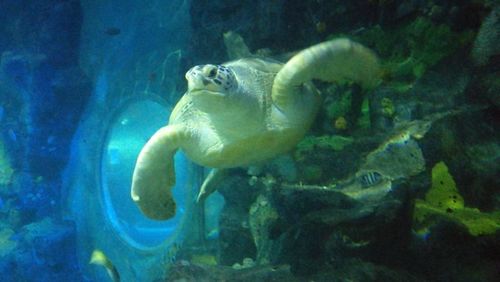 Close-up of turtle swimming in sea