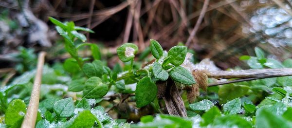 Close-up of insect on plant