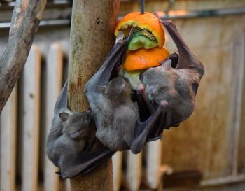 Close-up of flying fox eating fruits on tree