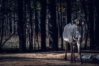 Lone zebra walking down a path with trees