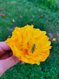 Close-up of insect on yellow flower