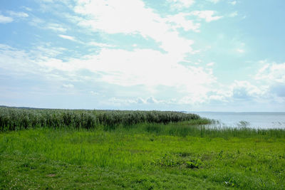 Scenic view of field against sky