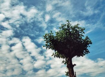 Low angle view of tree against sky