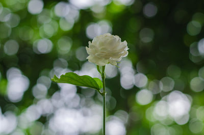 Jasmine flower with colorful bokeh background for mother day concept in thailand on august.