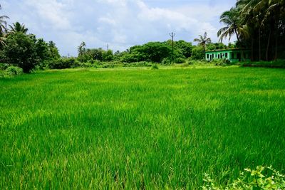 Scenic view of landscape against sky