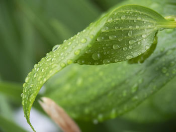 Close-up of wet plant leaves during rainy season