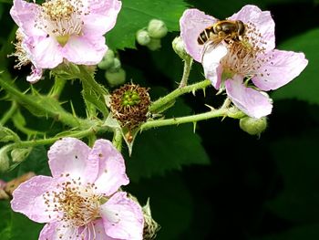 Close-up of pink flowers