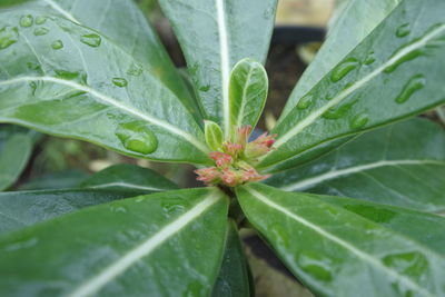 Full frame shot of fresh green leaves