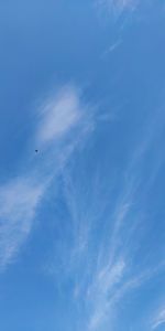 Low angle view of bird flying in sky