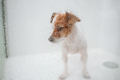 Cute wet jack russell dog standing in shower ready for bath time. selective focus on water drops