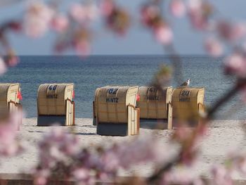 Close-up of flowers against sea