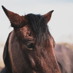 Close-up of a horse