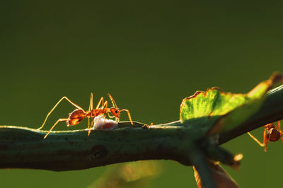 Close-up of ant