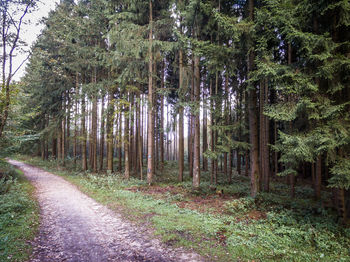 Trees in forest