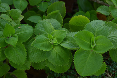 High angle view of fresh green leaves