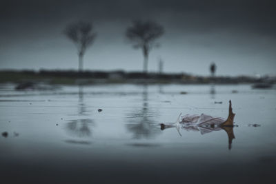 View of ducks in lake