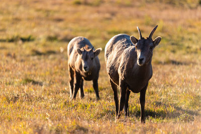 Canadian wildlife, bighorn sheep in alberta park