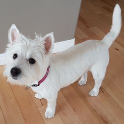 Portrait of white dog on hardwood floor