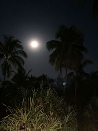 Palm trees against sky at night