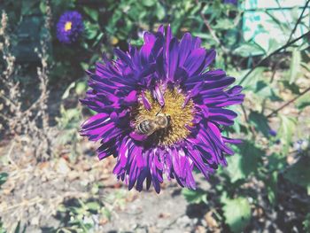 High angle view of bee on purple flower
