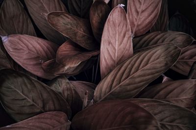 Full frame shot of dried leaves