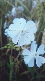 Close-up of white flowers blooming