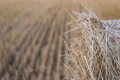 Close-up of crops on field