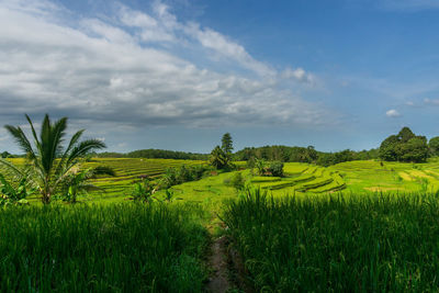 Indonesian landscape with green farmland and blue sky in daytime