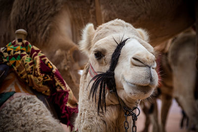 Close-up of a horse
