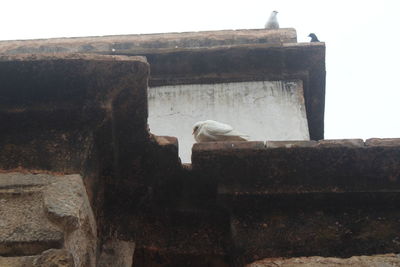 Close-up of bird perching on wall