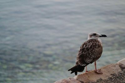 Bird perching on railing