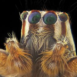 Close-up view of turtle against black background