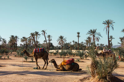 View of horse cart on palm trees