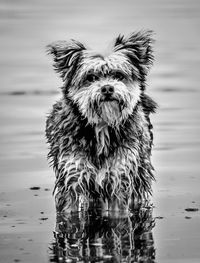 Portrait of dog in lake